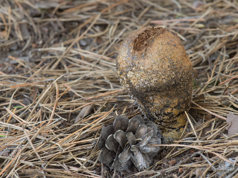 Pisolithus tinctorius